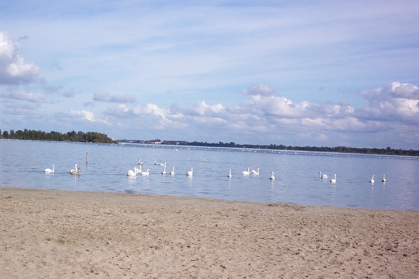 051003-zwanen-lucht (60K)