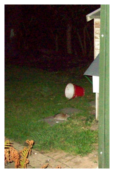 090718-huisrat (277K)