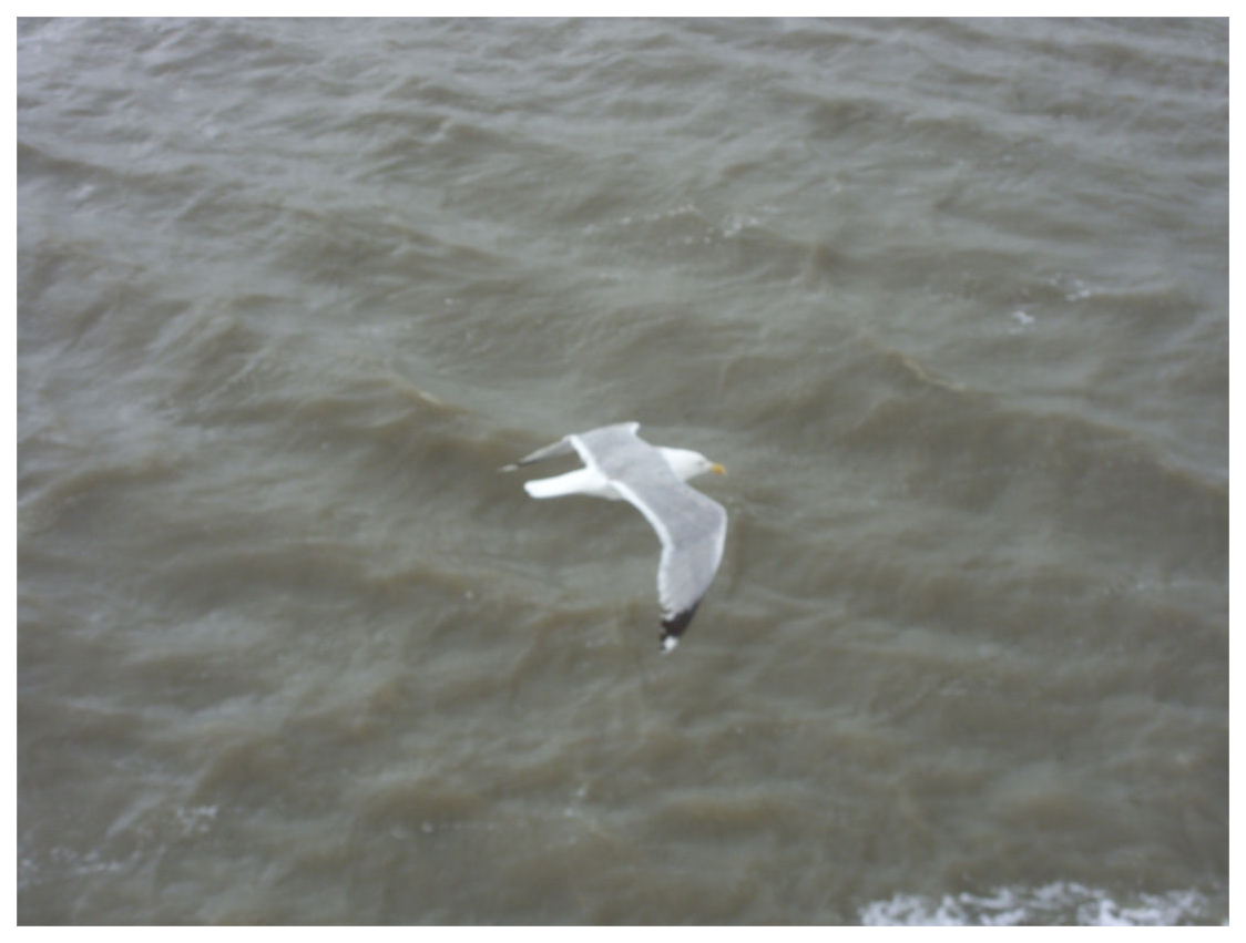 090718-mooi-he (3517K)