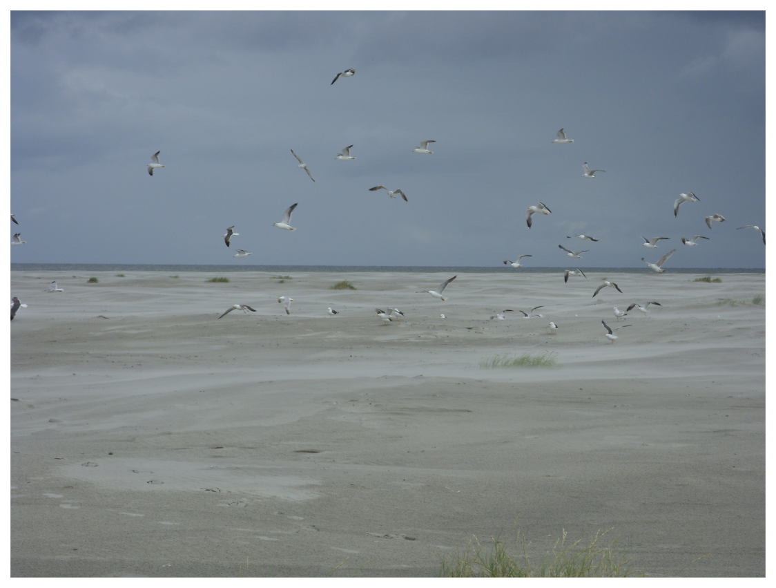 090718-vogels (3607K)